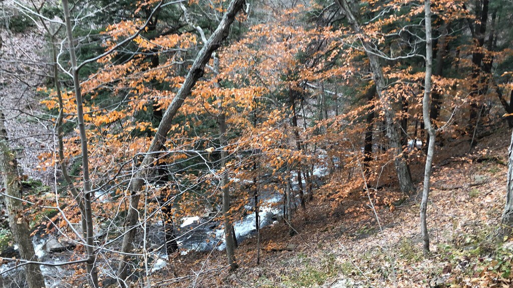 Auburn, New York featured photo for New York Falls Here.
